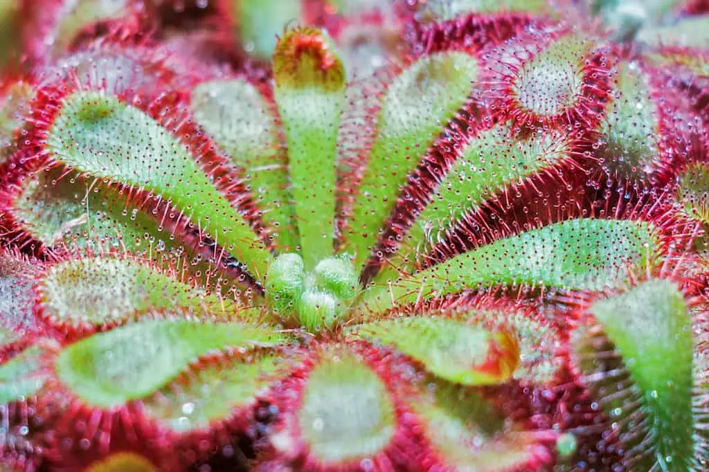 How Long It Takes to Grow Sundews: A Timeline
