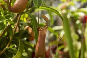 hanging pitcher plant care guide