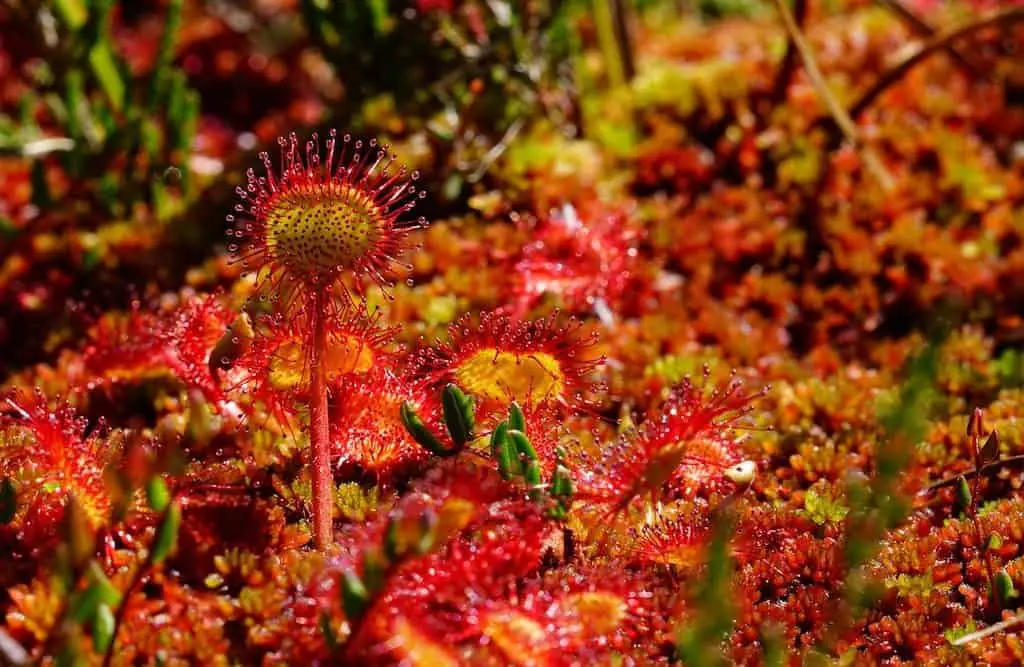 how-does-a-sundew-plant-eat