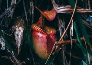 Taking care of a pitcher plant in the winter