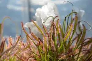 taking care of a sundew correctly