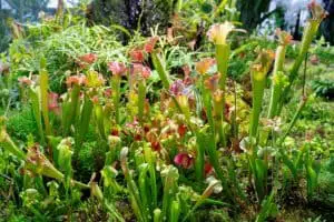 are pitcher plants dangerous to humans
