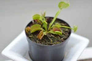 How did the venus fly trap get its name