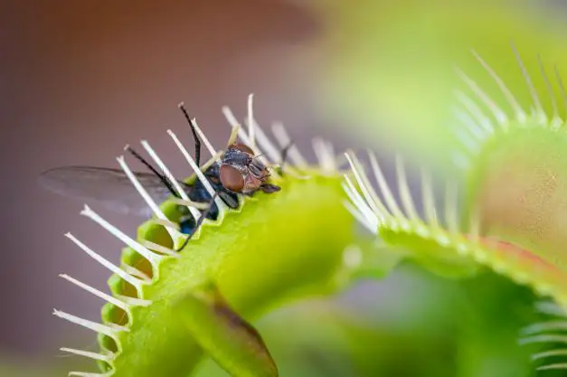 history of the venus fly trap name