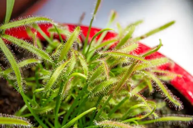 are sundews dangerous to humans