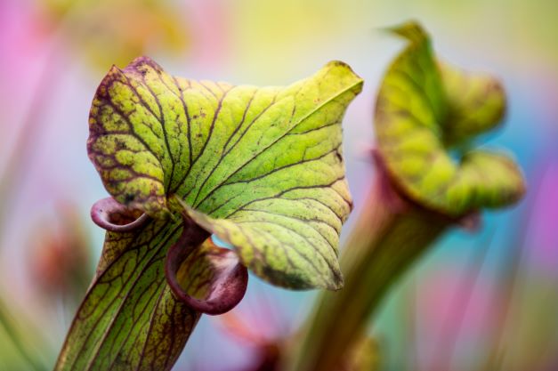 winter care for pitcher plants
