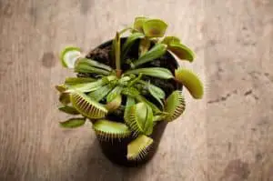 are venus fly traps dangerous to humans