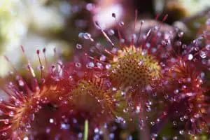 why is there no dew on my sundew?