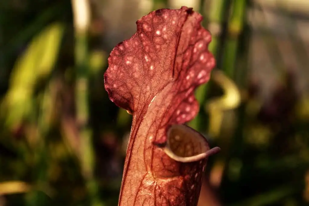 why does a pitcher plant dry up?