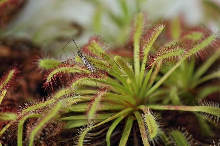 How To Care For Sundew Carnivorous Plant