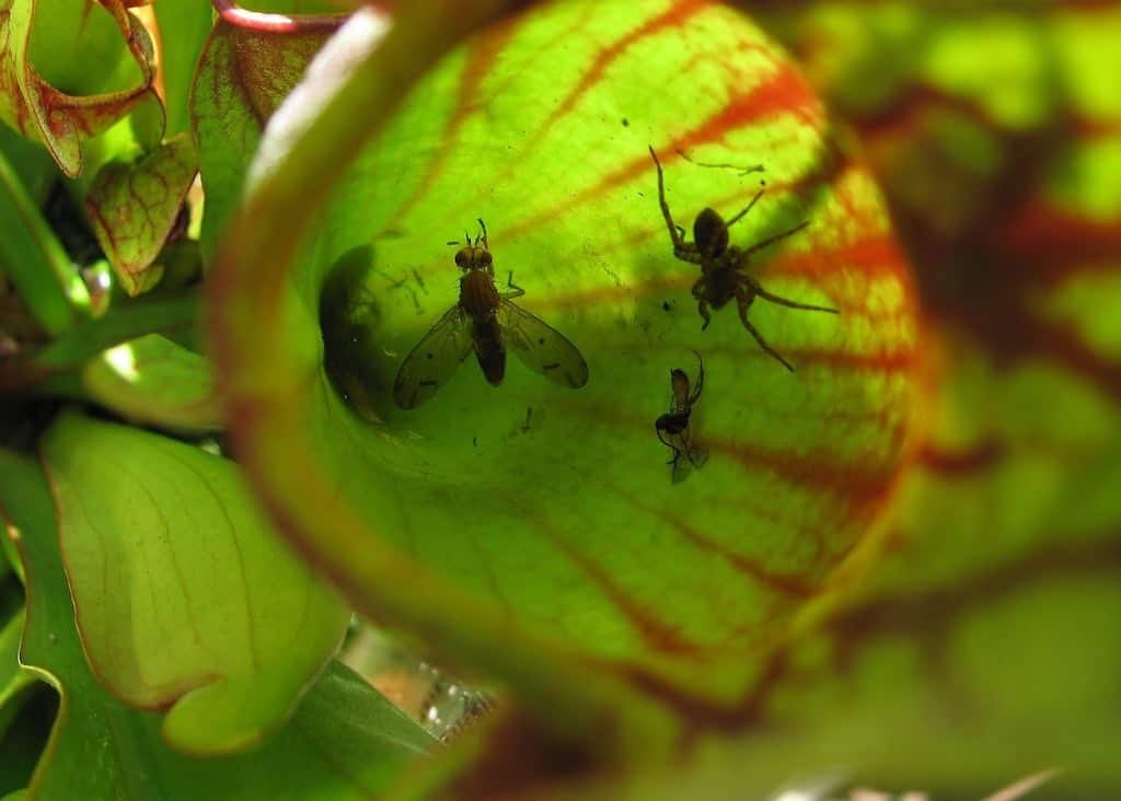 can carnivorous plants live without bugs?