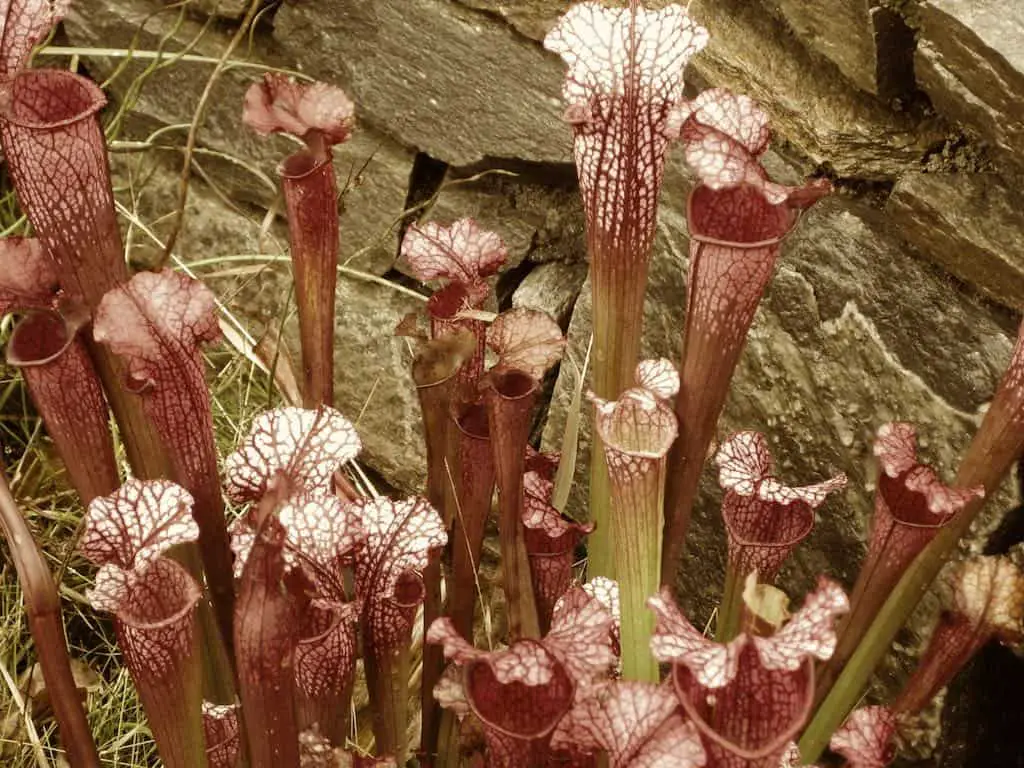 Can pitcher plants smell bad