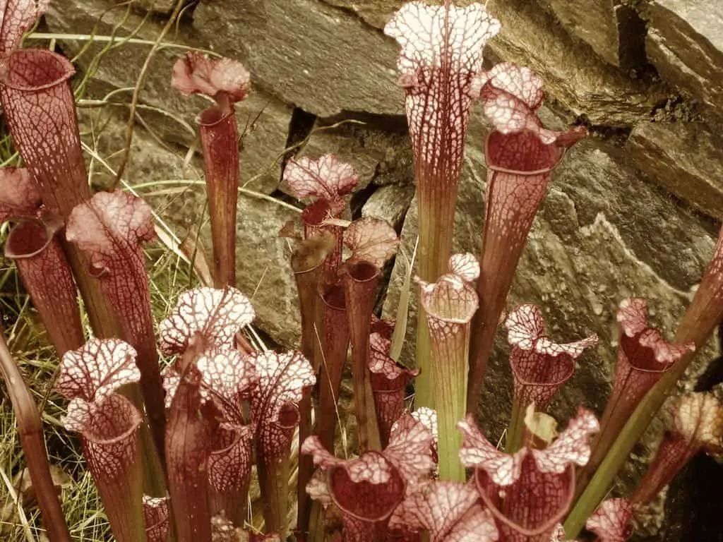 do-pitcher-plants-smell-bad-carnivorous-plants-tips