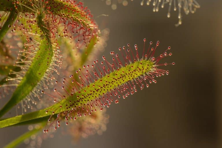 Do Sundews Go Dormant? | Carnivorous Plants Tips