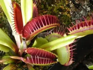 Should venus flytraps always be in sunlight