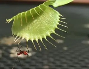 can venus flytraps survive without bugs
