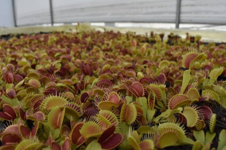 venus-flytrap-care-a-complete-guide-carnivorous-plants-tips