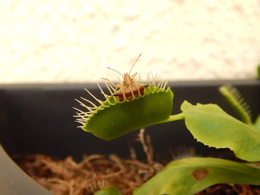 how often do I feed a venus flytrap