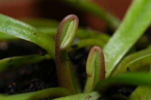 how to grow a venus flytrap from seeds