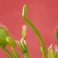 Why Is My Venus Fly Trap Drooping?