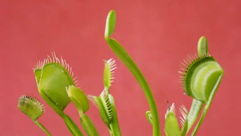 Why Is My Venus Fly Trap Drooping? | Carnivorous Plants Tips Why Is My Venus Fly Trap Droopy