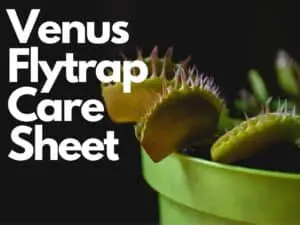 care sheet for venus flytraps