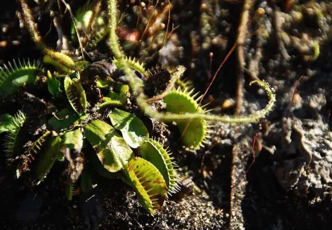 venus flytrap turning black