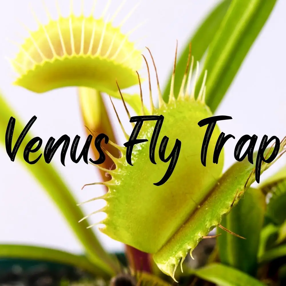 Venus fly trap care and tips