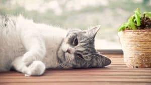 are venus flytraps poisonous to cats and dogs?