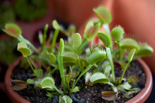 venus flytrap in pot how long can venus fly traps live for