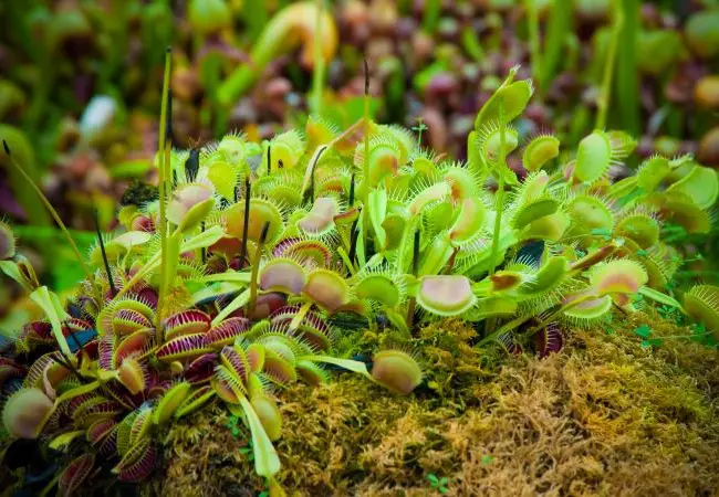 how long do venus fly traps live large venus flytrap plant