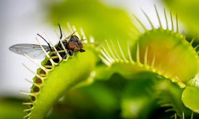 Venus Flytrap catching fly is a snap trap type of carnivorous plant