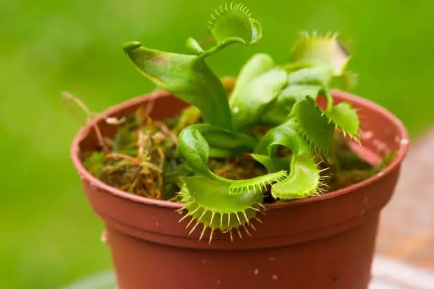 are venus flytraps easy to look after