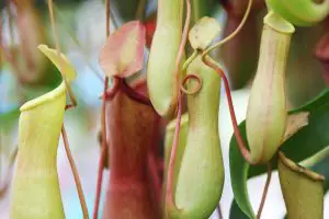 10 Incredible Indoor Carnivorous Plants To Keep In Your Home