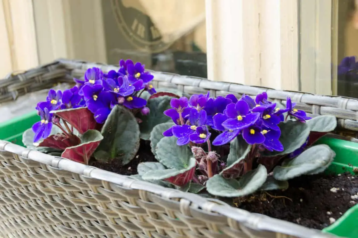 Are African Violets Poisonous To Cats?