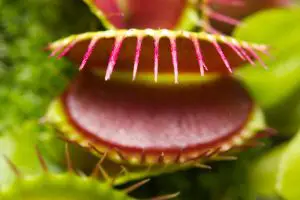 Are Venus Fly Traps Safe?