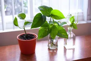 Best Window Plants