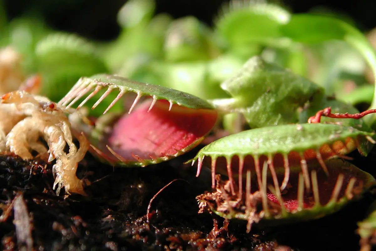 Can Venus Fly Traps Eat Ants?