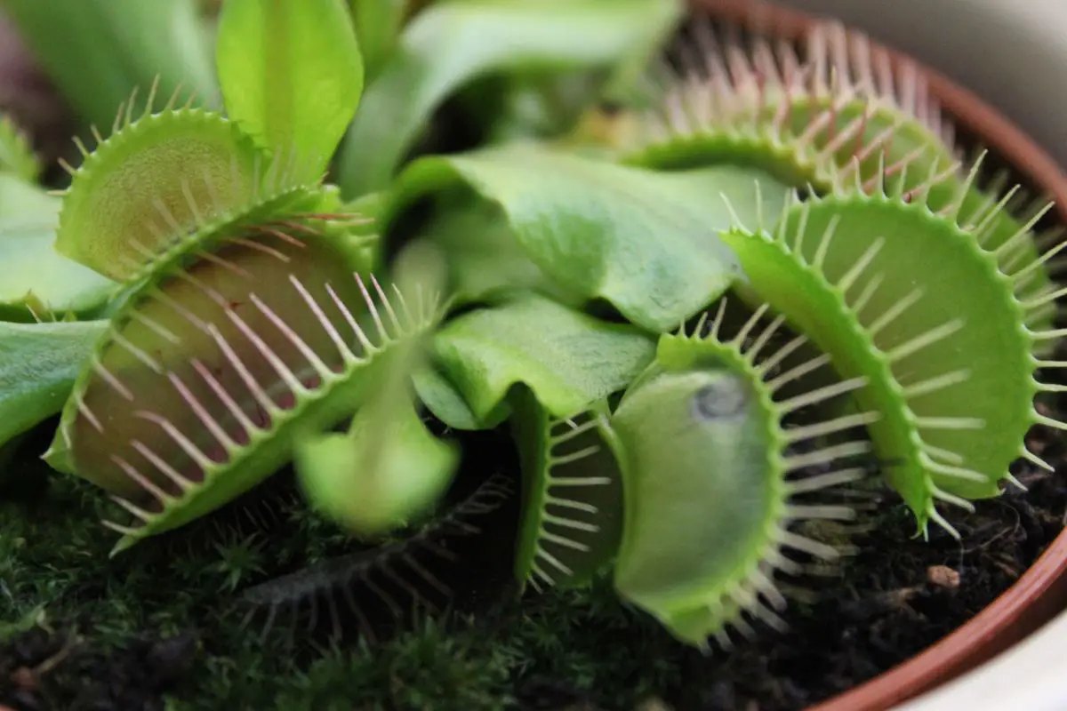 Can Venus Fly Traps Eat Ants?