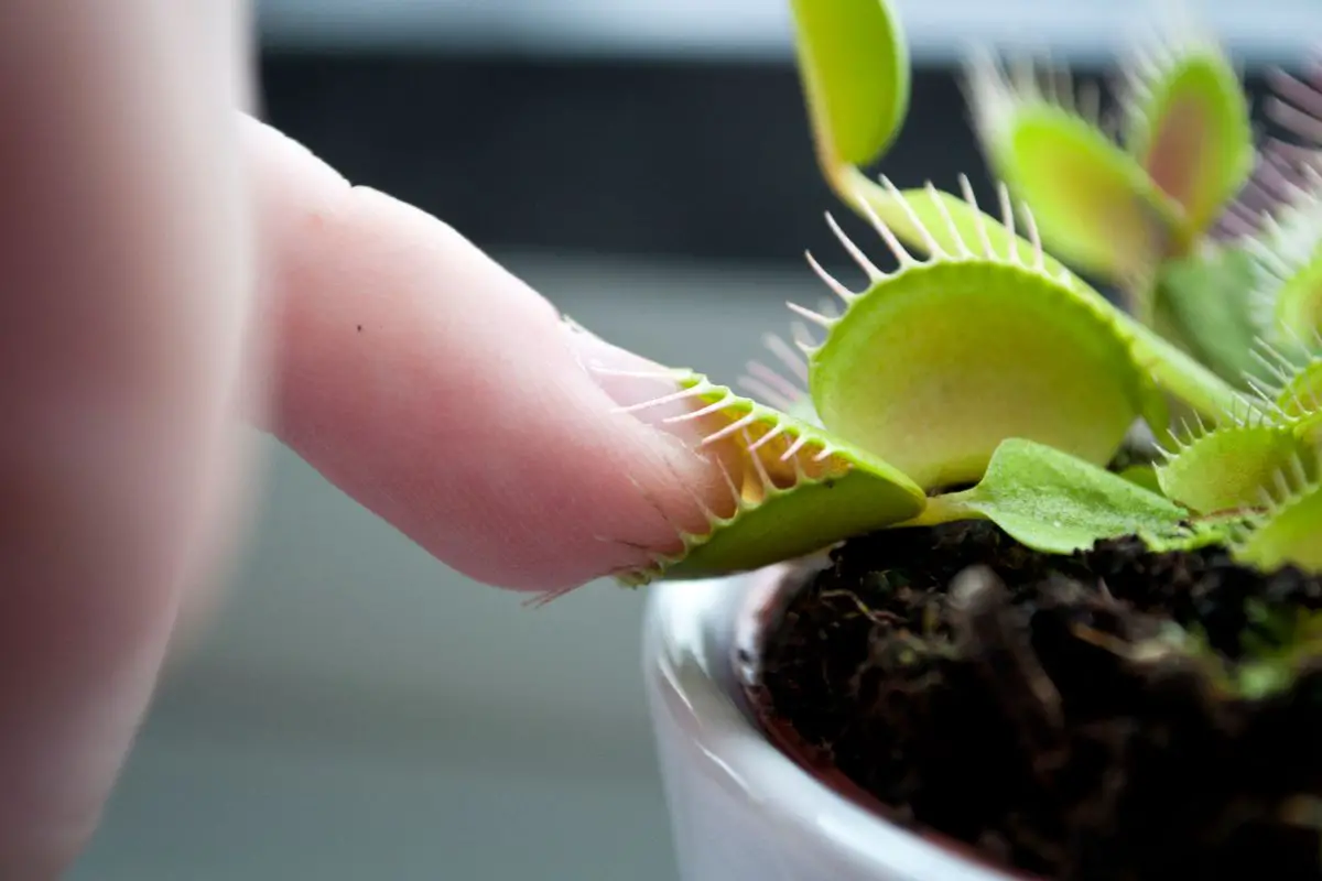 Do Venus Fly Trap Flower?