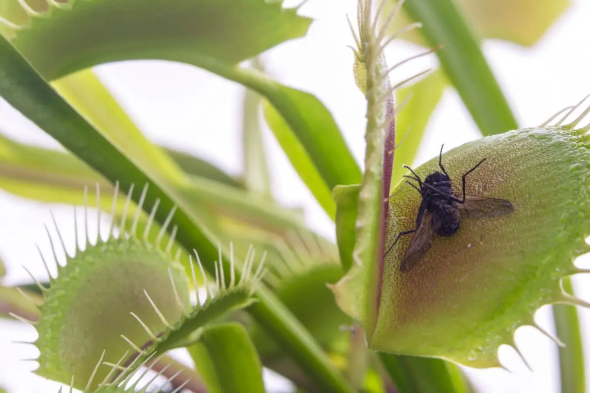 Do Venus Fly Traps Attract Flies?