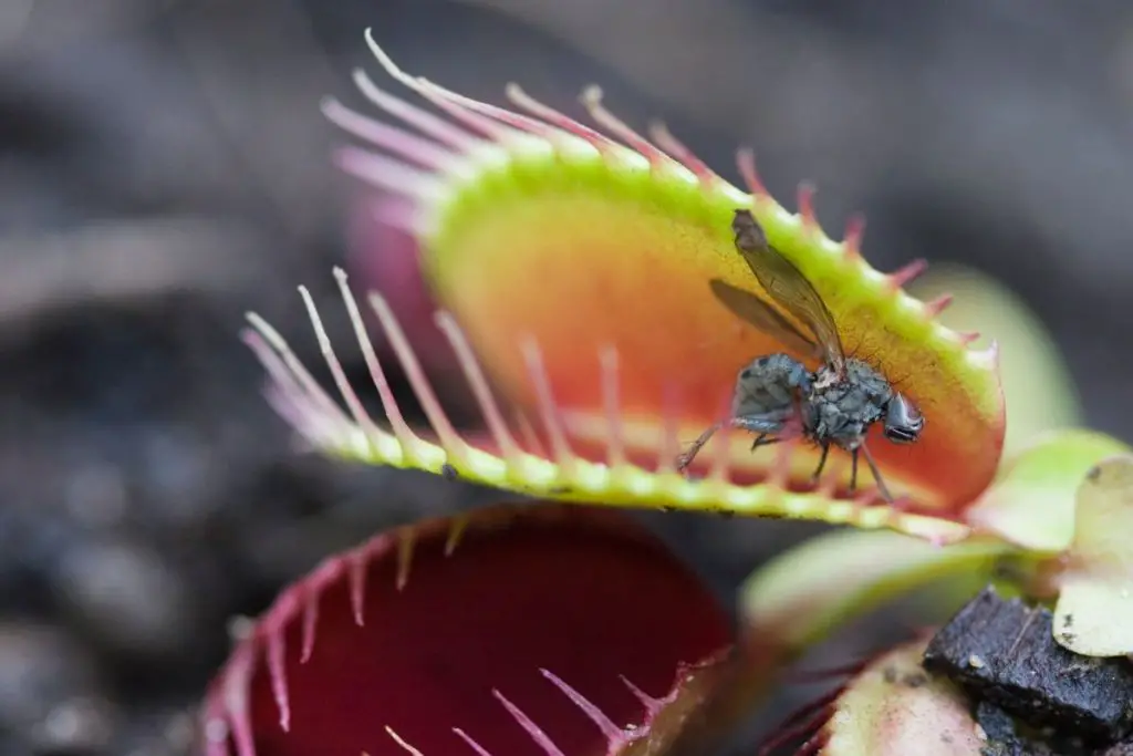 Do Venus Fly Traps Attract Flies? | Carnivorous Plants Tips