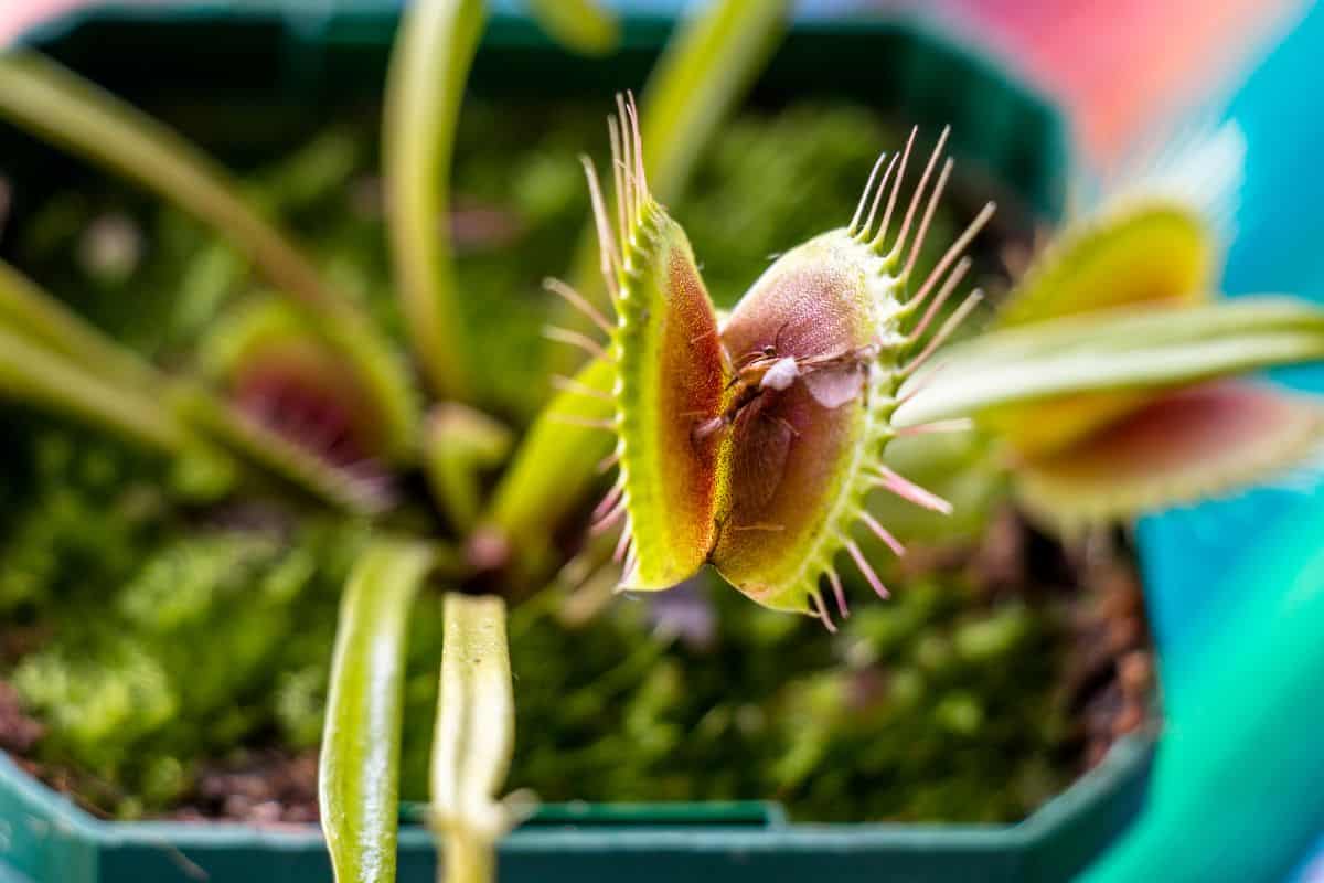 Do Venus Fly Traps Eat Fruit Flies?