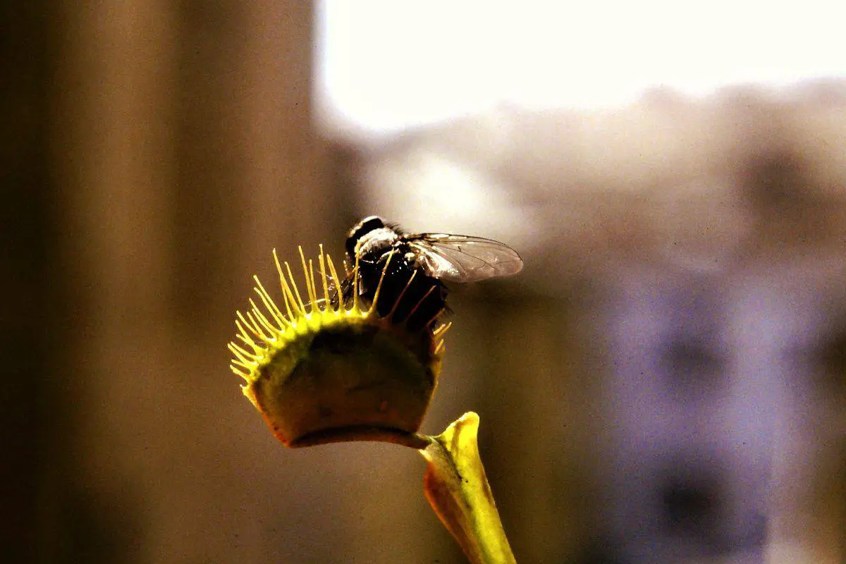 Do Venus Fly Traps Eat Gnats?