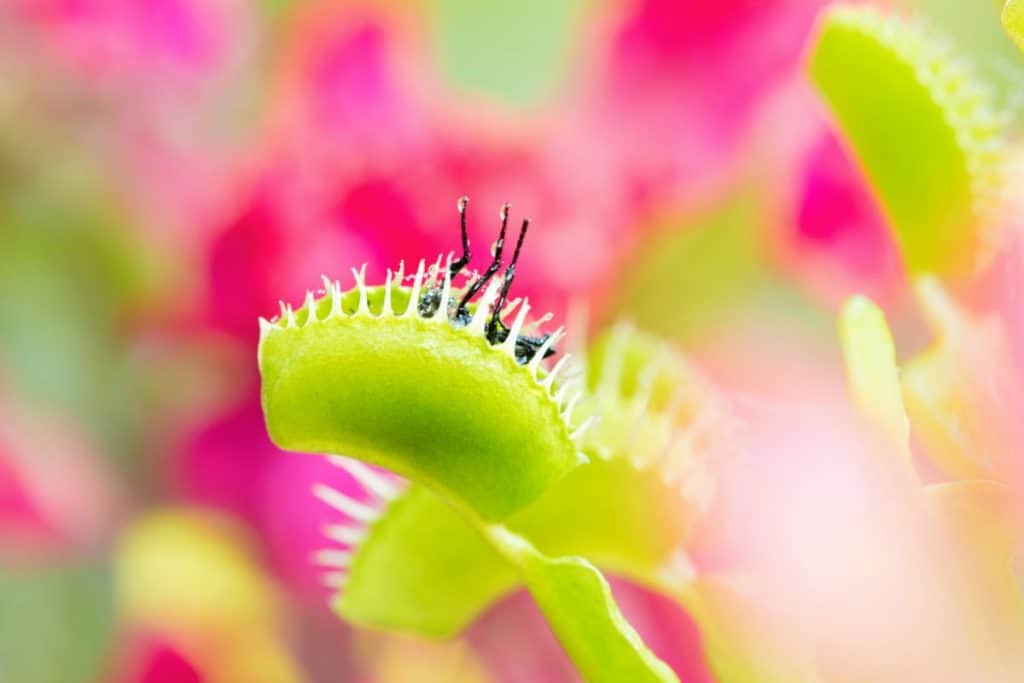 Do Venus Fly Traps Eat Gnats