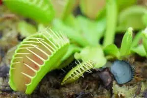 Do Venus Fly Traps Eat Mosquitoes?