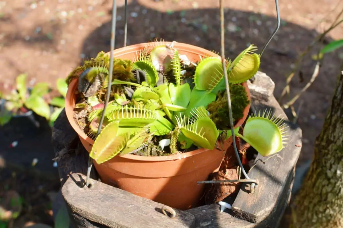 How Big Can Venus Fly Traps Get?