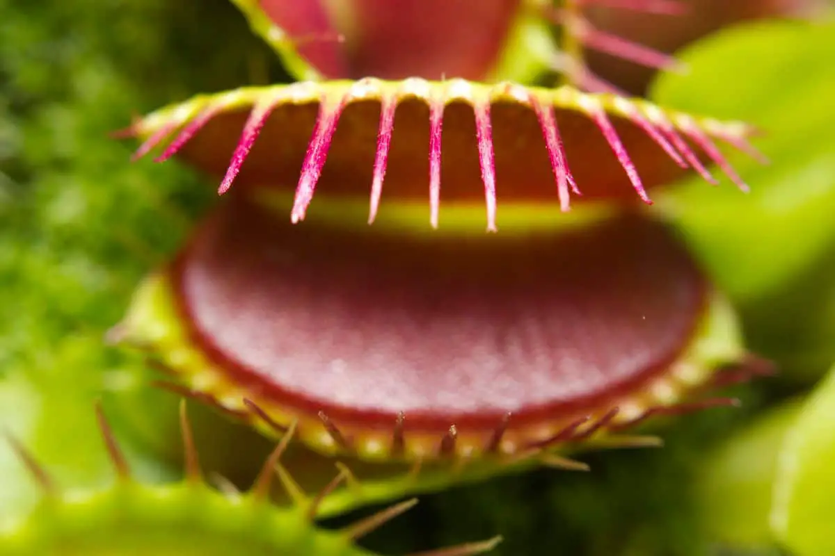 How Big Can Venus Fly Traps Get?