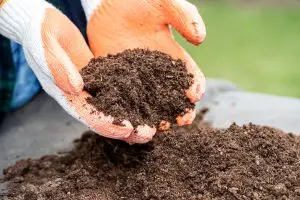 How Much Peat Moss To Add To Soil