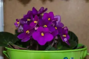 How To Get African Violets To Bloom?
